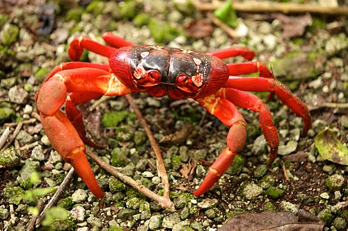 Christmas Island red crab